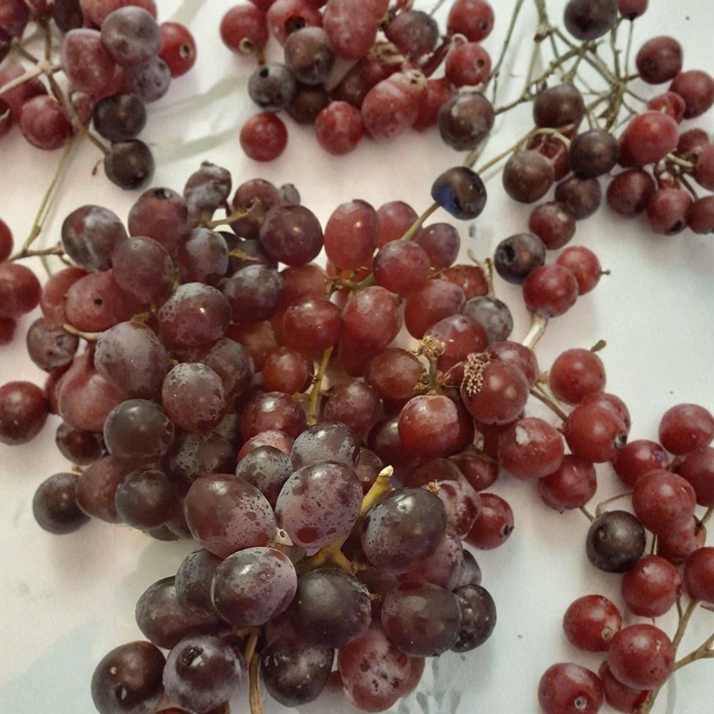 Vanessa Red Seedless Grape Vine | 3 Gallon Live Plant | Vitis vinifera | Self-Fertile | Sweet Red Grapes | Easy to Grow