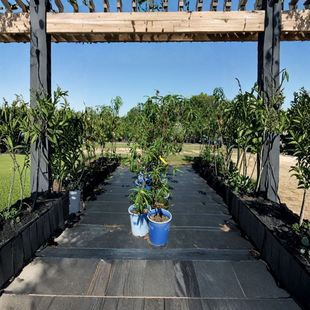 Sun Prince Peach Tree Live Plant | 4–6 Feet Tall | Prunus persica | Sweet Juicy Freestone Peaches | Cold Hardy | Self-Pollinating