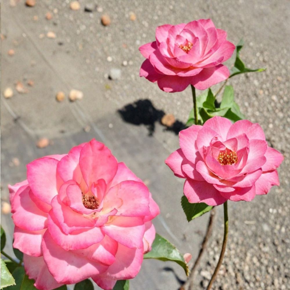 Floribunda Rose Plant 2 Gallon Nicole Everblooming White & Pink Flowers Rosa Hybrid Shrub Easy to Grow Garden Rose