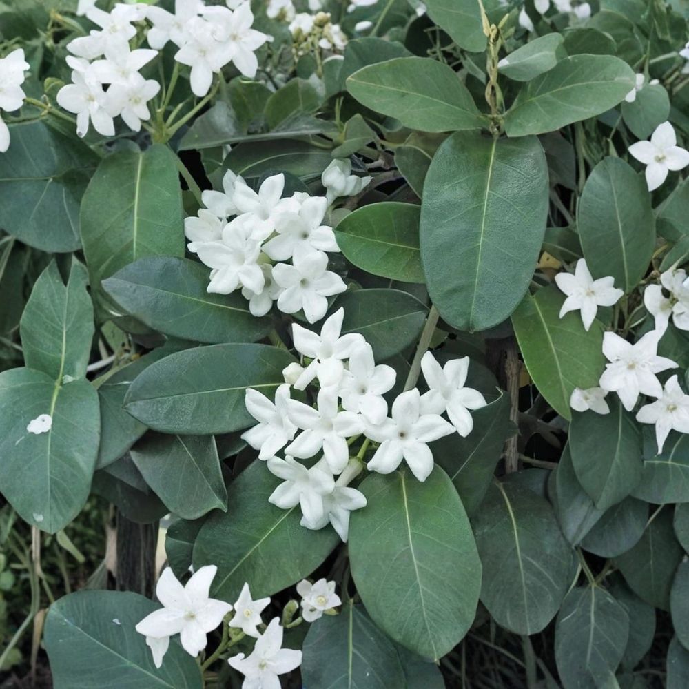 Madagascar Jasmine Plant Starter | 2-8 Inches | Fragrant White Vine | Stephanotis floribunda | Indoor Outdoor Climbing Plant