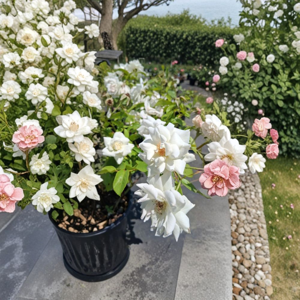 Iceberg Floribunda Rose Plant | 2 Gallon | Pure White Blooms | Rosa Hybrid 'Iceberg' | Easy to Grow, Repeat Bloomer