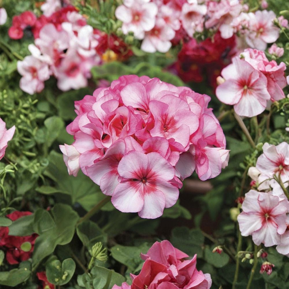 Horizon New Star Geranium Seeds | 15 Premium F1 Hybrid Seeds | Compact Flowering Plant | Pelargonium hortorum