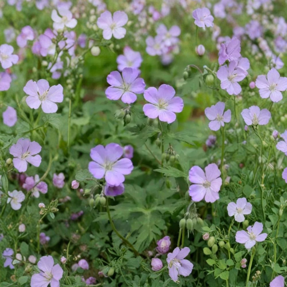 Wild Geranium Bare Roots - 10 Plants - Geranium maculatum - Native Perennial - Shade Garden Favorite - Easy to Grow