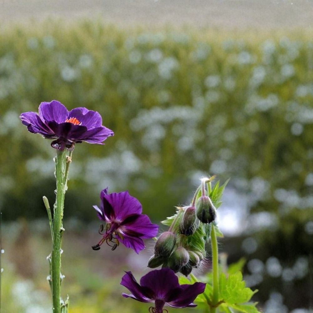 Lisa Geranium Seeds - 25+ Premium Pelargonium Flower Seeds - Colorful Patio & Balcony Blooms - Easy to Grow for Gardeners