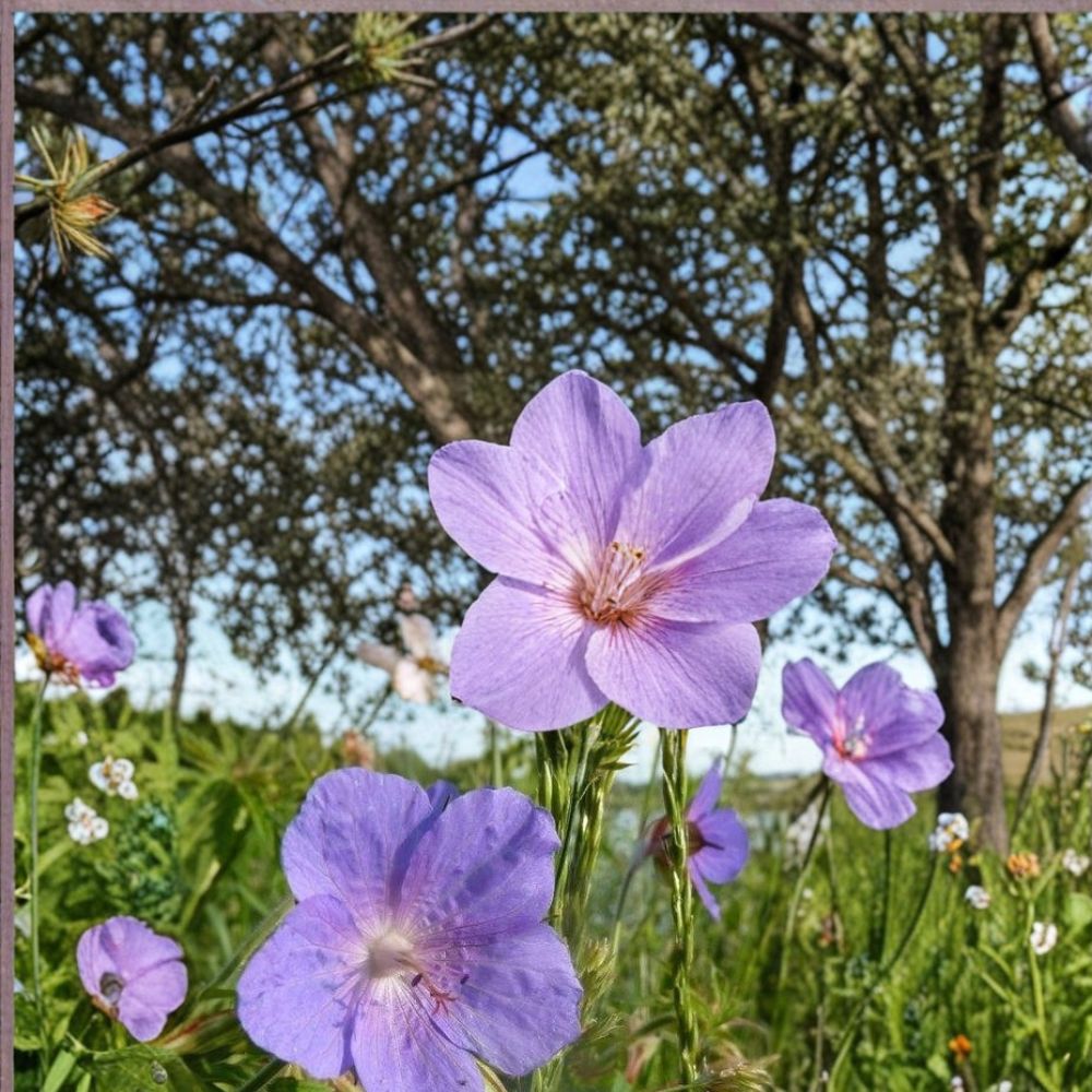 Irish Blue Geranium Seeds - 25+ Premium Flower Seeds - Pelargonium spp. - Easy to Grow for Patios, Balconies & Gardens