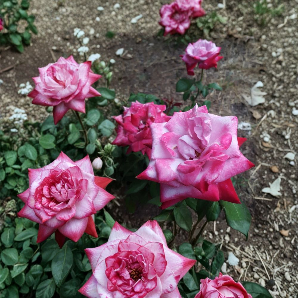 Paradise Hybrid Tea Rose - 1 Gallon Live Plant - Lavender Pink Magenta Fragrant Rose - Rosa Hybrid 'Paradise'