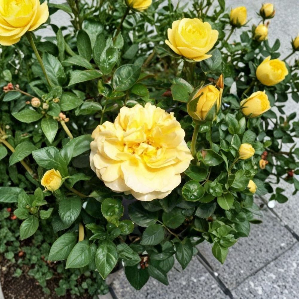 Julia Child Floribunda Rose Plant | 5 Gallon | Butter Gold Flowers | Rosa hybrid 'Julia Child' | AARS Award Winner