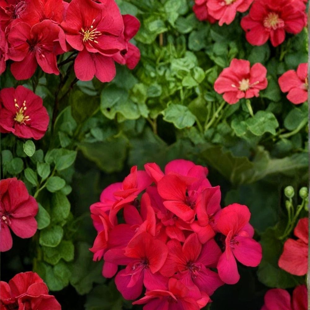 Presto Dark Fuchsia Geranium Seeds - 25+ Premium Pelargonium Flower Seeds for Bold Garden Blooms