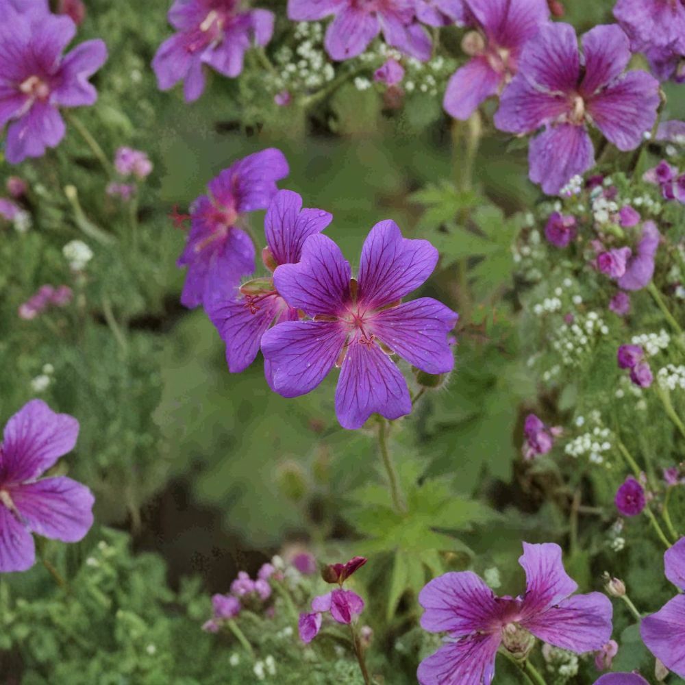 Geranium Seeds | 10+ Seeds | Painter’s Palette Mix | Geranium pratense | Pollinator Friendly, Easy to Grow, Cottage Garden Blooms