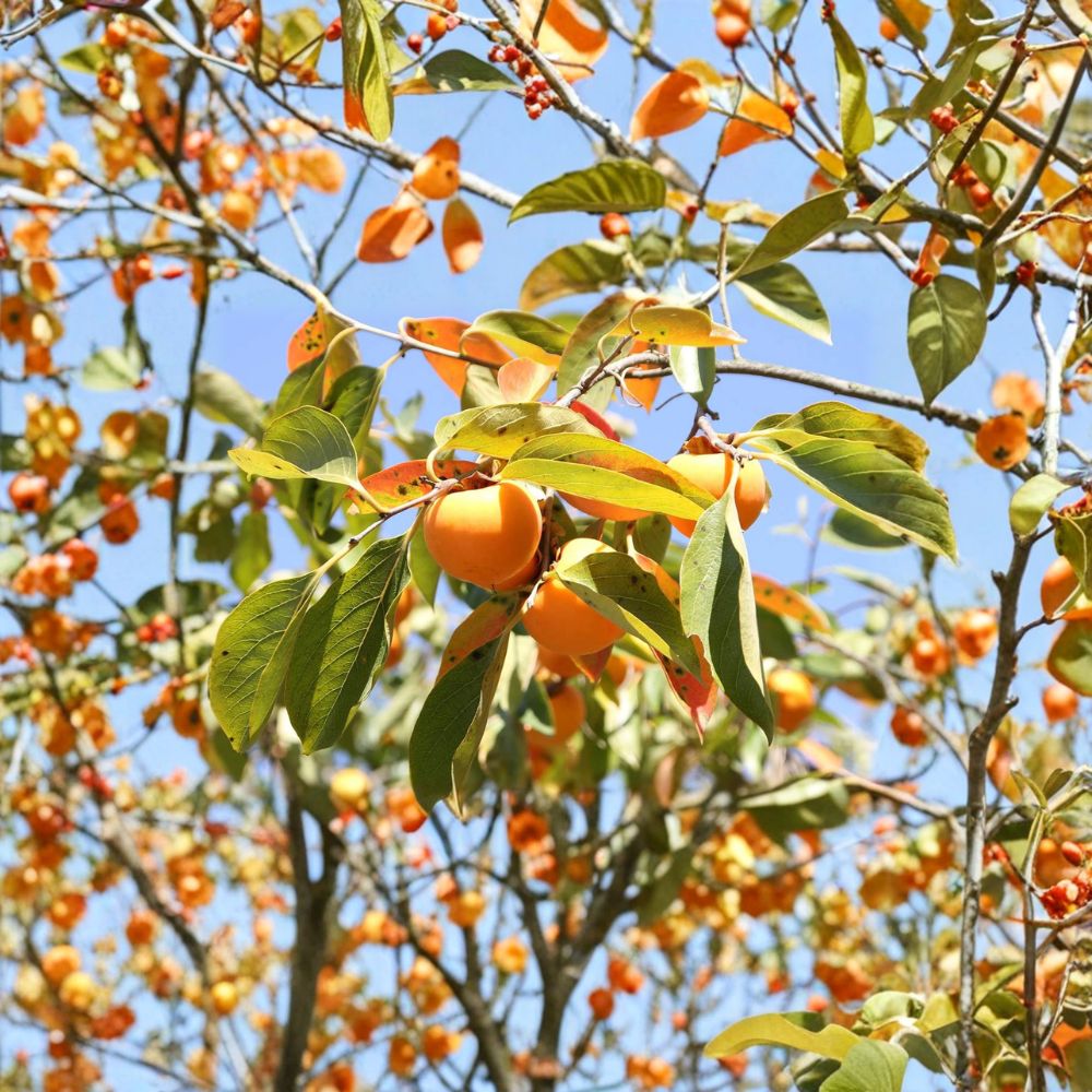 American Persimmon Tree Seedling | 3 Feet Tall | Diospyros virginiana | Cold Hardy Edible Native Fruit Tree in 1 Gallon Pot