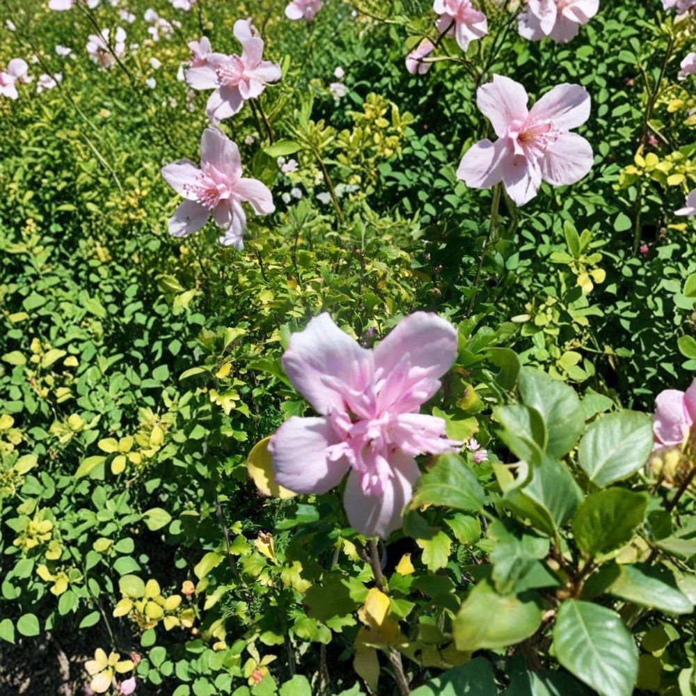 Double Pink Althea Rose of Sharon Plant | 1 Gallon | Hibiscus syriacus | Hardy Flowering Shrub for Landscape & Pollinator Gardens