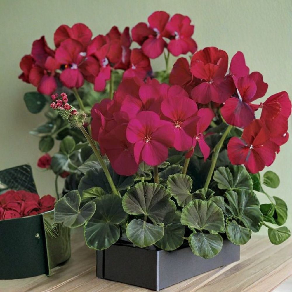 Bullseye Cherry Geranium Seeds – 100 Pelargonium Seeds, Cherry Red Blooms & Chocolate Foliage, Easy-to-Grow Annual