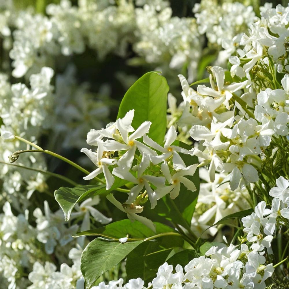 Confederate Star Jasmine Live Plant | 4–6 Inch | Fragrant White Flower Vine | Trachelospermum jasminoides | Outdoor Garden