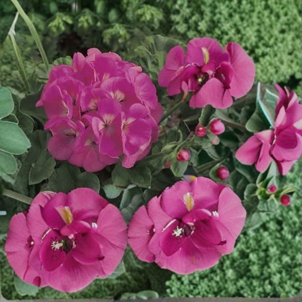 Geranium Seeds 1,000 Count - Maverick Pink Pelargonium - Bright Pink Blooms - Easy to Grow for Pots & Landscapes