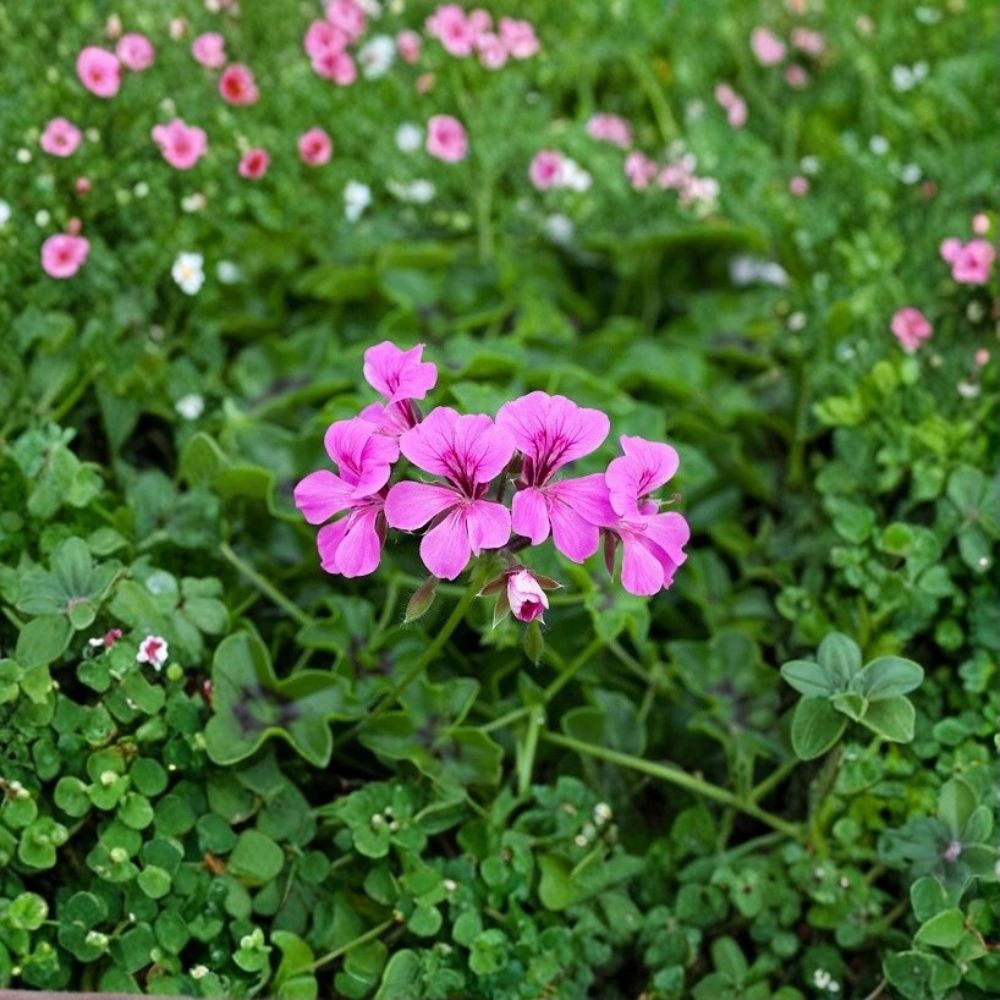 Light Purple Geranium Seeds - 100 Ivy Pelargonium Seeds for Baskets & Pots - Pelargonium peltatum - Trailing Flowers