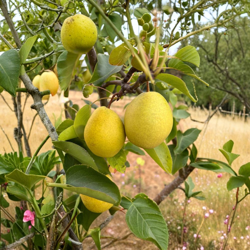 Honey Jar Asian Pear Tree - Bare Root - Ultra Sweet Early Pear - Pyrus pyrifolia - Crisp Juicy Fruit - Ideal for Home Orchards