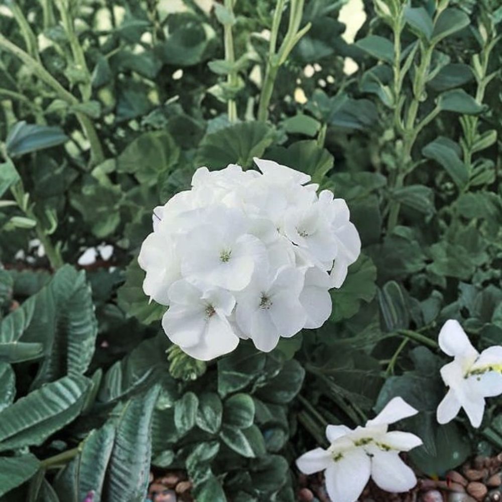 Geranium Seeds - 1,000 Maverick White Pelargonium Seeds | Pure White Blooms | Robust & Easy to Grow Garden Plant