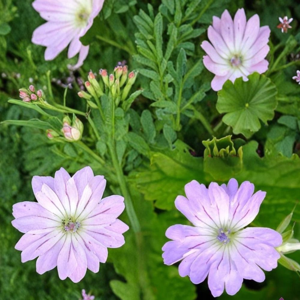 Hexham Lace Geranium Seeds - 25+ Premium Hardy Flower Seeds - Geranium spp. - Cottage Garden Blooms, Pollinator Friendly