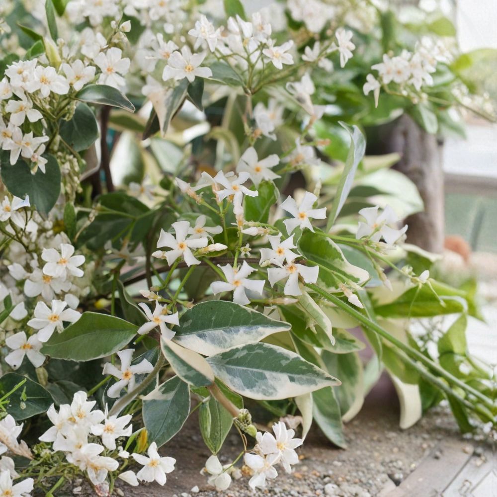 Variegated Confederate Jasmine Starter Plant | 2–8 Inches | Fragrant Climbing Vine | Trachelospermum jasminoides | Indoor Outdoor