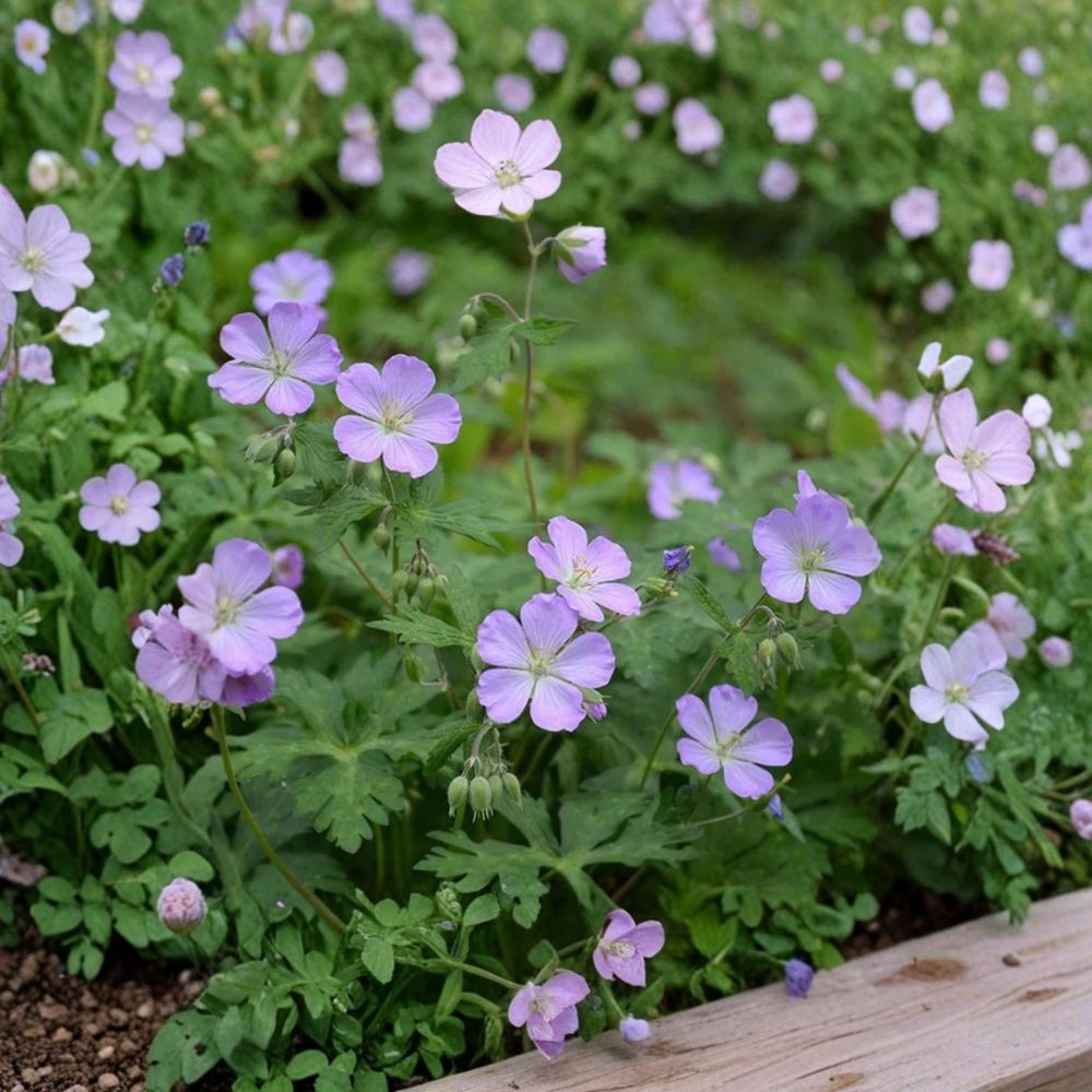 Wild Geranium Roots - 10 Fresh Bare Roots - Geranium maculatum - Hardy Native Perennial for Woodland & Shade Gardens