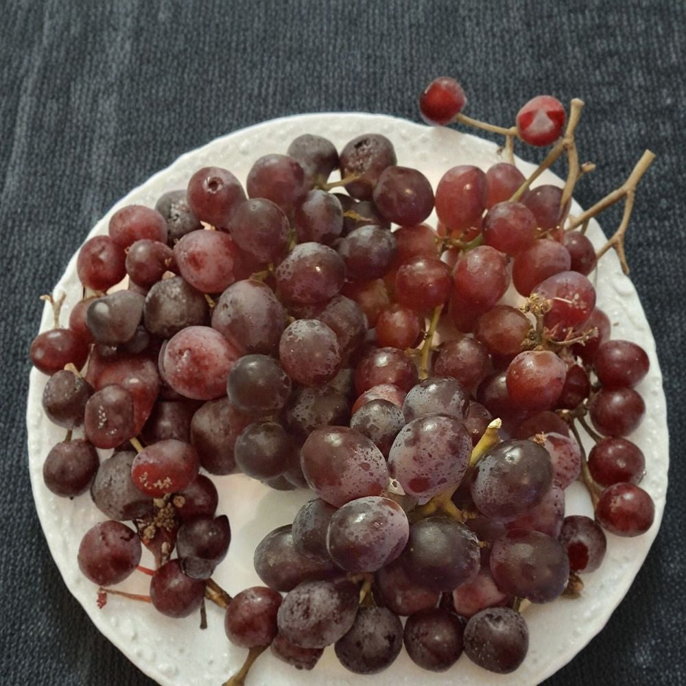 Vanessa Red Seedless Grape Vine - 2 Gallon Live Plant - Vitis vinifera - Self-Fertile Sweet Red Grapes - Easy to Grow Garden Plant