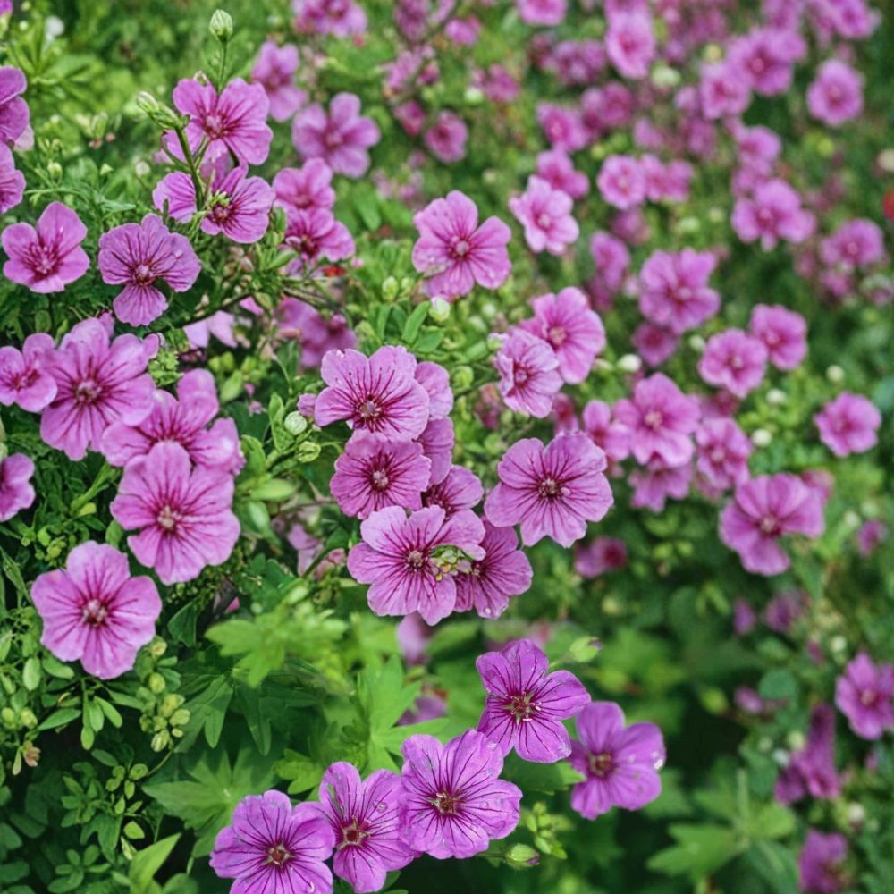 Dilys Geranium Seeds - 25+ Flower Seeds - Vibrant Pelargonium - Easy to Grow for Patio & Balcony Gardening
