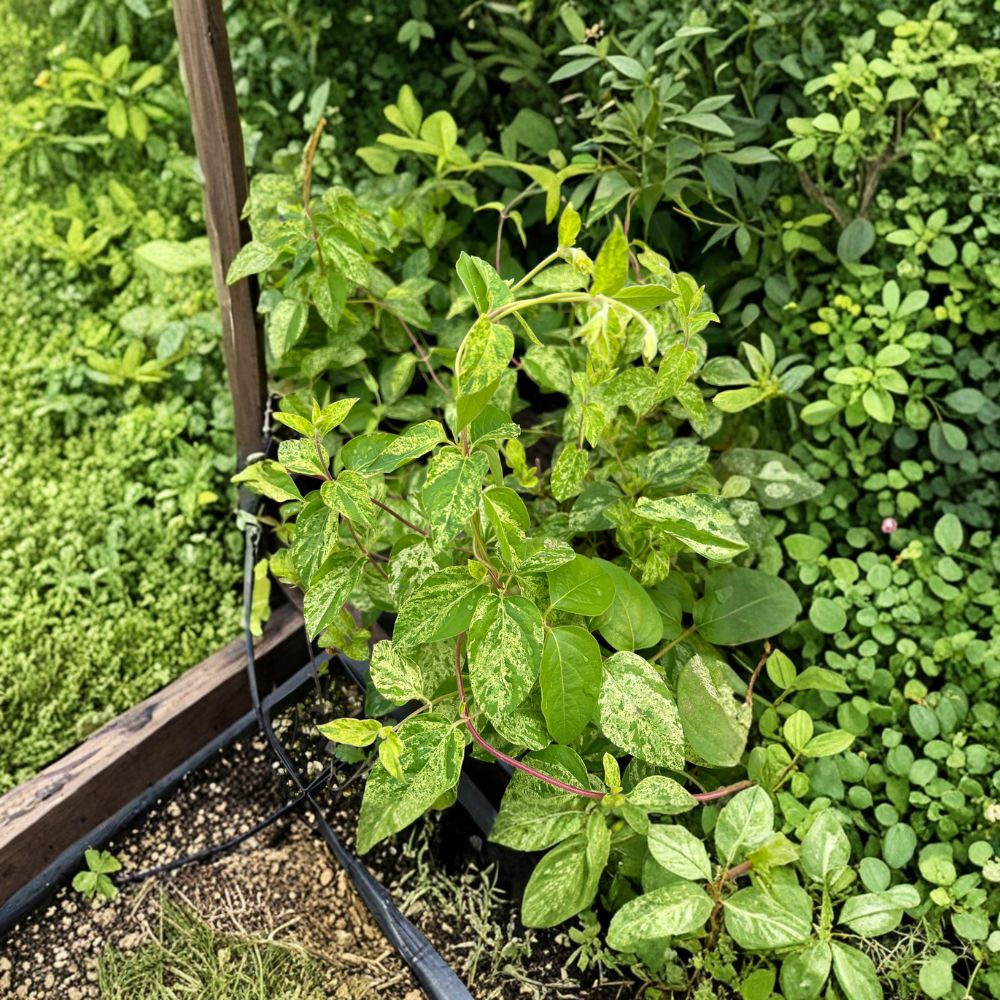 Variegated Honeysuckle Vine Live Plant - Mint Crisp - Lonicera japonica - Fragrant Climbing Vine with Cream & Green Foliage