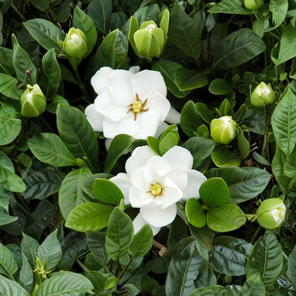Gardenia ‘Buttons’ Live Plant | 2.5 Qt Pot | Dwarf Cape Jasmine | Fragrant Compact Shrub | Gardenia jasminoides ‘Buttons’