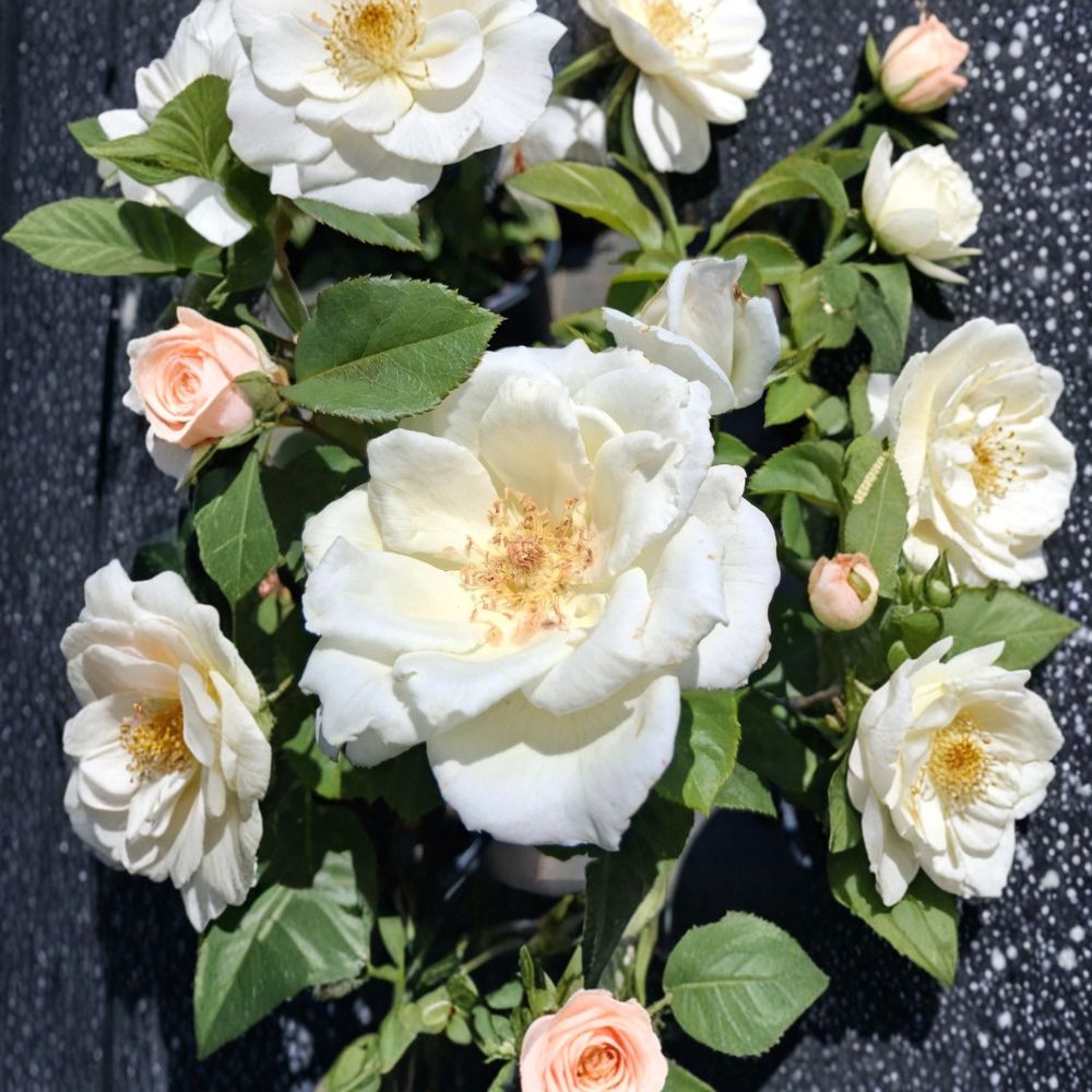 White Lightnin Grandiflora Rose Plant | 2 Gallon | Pure White Blooms | Rosa Hybrid 'White Lightnin' | Elegant Garden Shrub