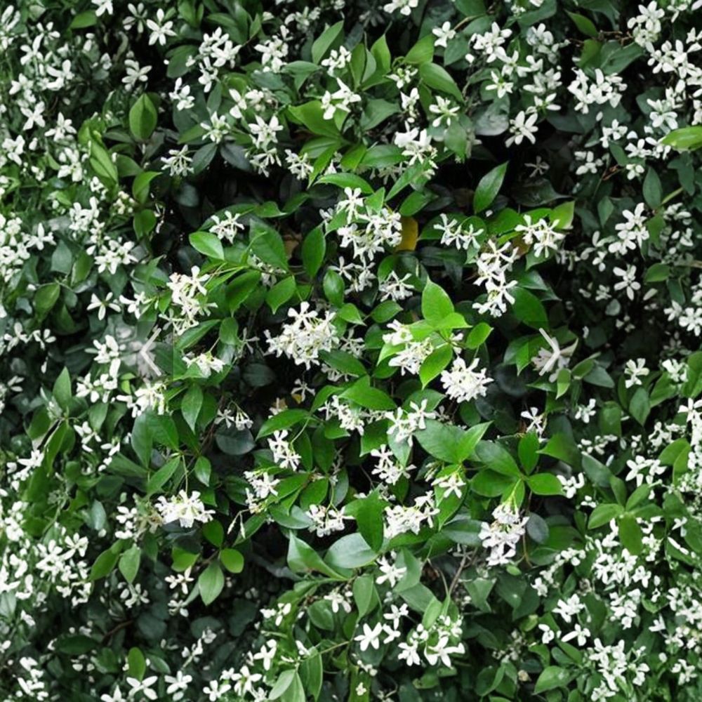 Confederate Jasmine Cuttings - 55 Unrooted 6–12 Inch Fragrant Vines - Trachelospermum jasminoides for Propagation
