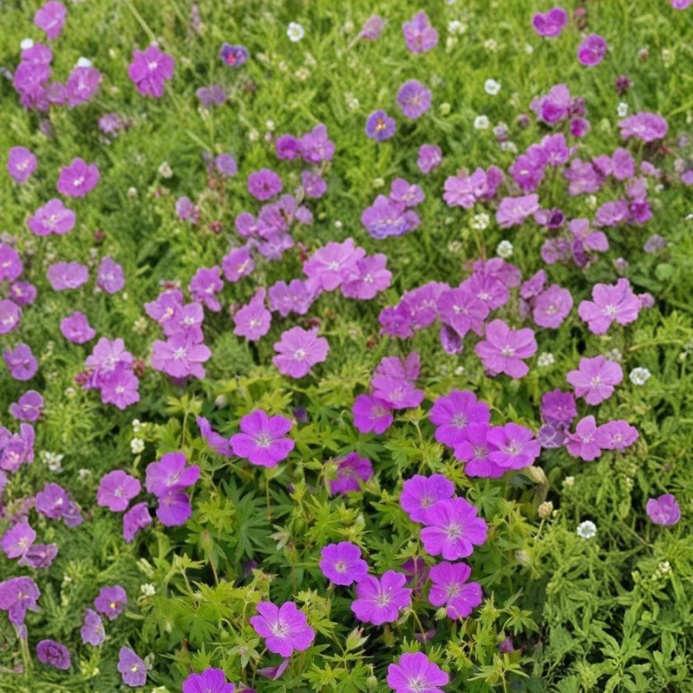 Purple Geranium Seeds | 25+ Easy to Grow Pelargonium Seeds | Vibrant Purple Blooms for Patio & Garden | Flower Seeds