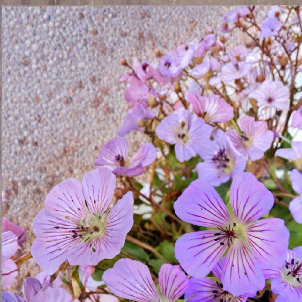 Magical Joy Geranium Seeds - 25+ Premium Pelargonium Flower Seeds for Vibrant Colorful Blooms - Easy-Care Garden Flowers