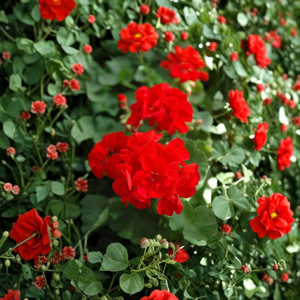 Red Geranium Cuttings - 20 Fresh Pelargonium Cuttings for Easy Propagation - Perfect for Garden & Patio Decor