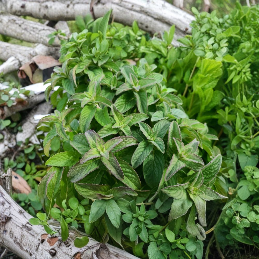 Hillary's Sweet Lemon Mint Cuttings - 6 Unrooted Organic Culinary Herb - Mentha suaveolens x piperita f. citrata for Propagation