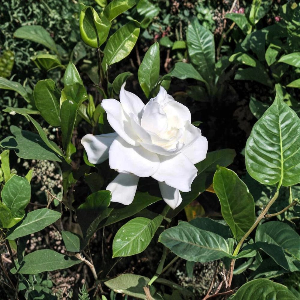 2 Gardenia Live Plants - 6” Rooted Starter Shrubs - Cape Jasmine - Gardenia jasminoides - Fragrant White Flowers - Heirloom