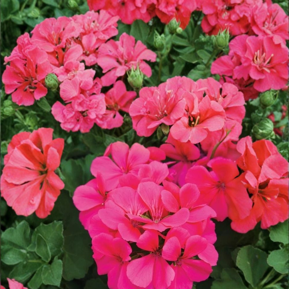 Caliente Dark Rose Geranium Seeds - 25+ Premium Flower Seeds | Pelargonium x hortorum | Easy to Grow, Patio & Container Friendly