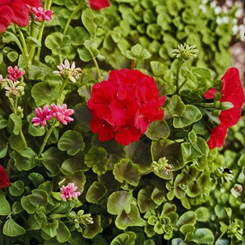 Geranium Seeds - 1,000 Count - Bullseye Red Pelargonium - Deep Red Blooms & Chocolate Foliage - Premium Pot Variety