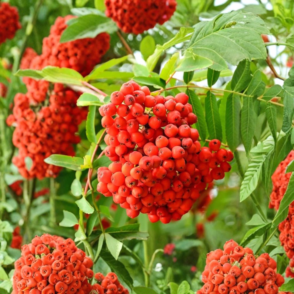 American Mountain Ash Tree - 2-3 Ft Bare Root Ornamental Rowan Tree - Sorbus americana - Cold Hardy Wildlife Friendly