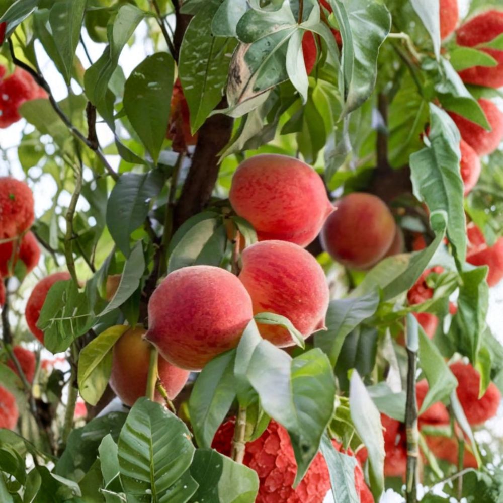 Frost Peach Tree - 3 Ft Yellow Freestone - Disease Resistant - Self-Fertile - Prunus persica Live Bare Root Plant