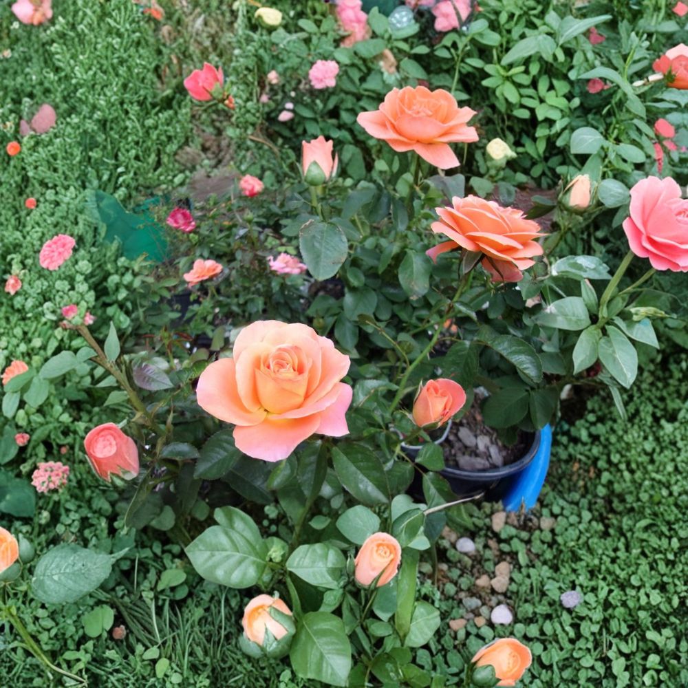 Grandiflora Rose Bush Plant | 5 Gallon | Vibrant Orange Blooms | Rosa Grandiflora Group 'New Year' | Easy to Grow