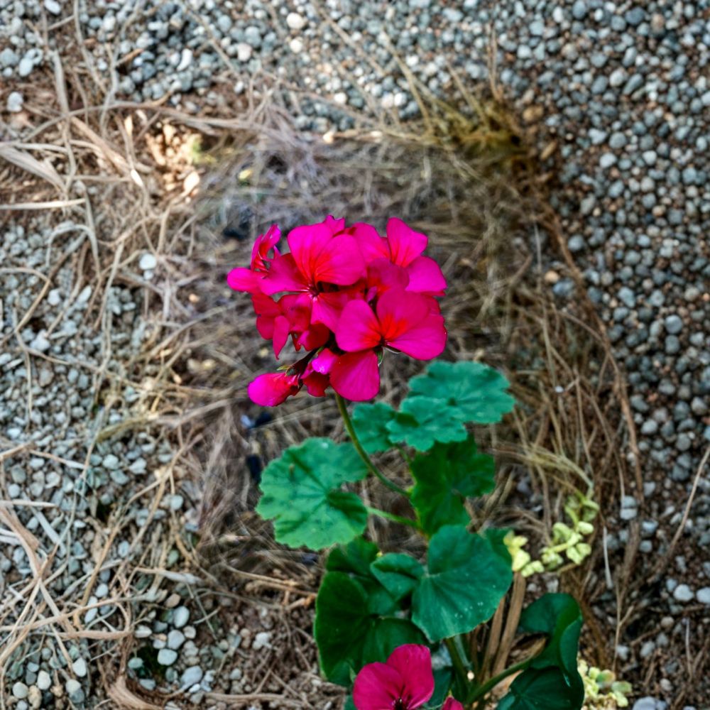 Hot Pink Orange Center Pelargonium Cutting – 6 Inch Live Plant Starter | Pelargonium x hortorum | Vibrant Blooms for Containers
