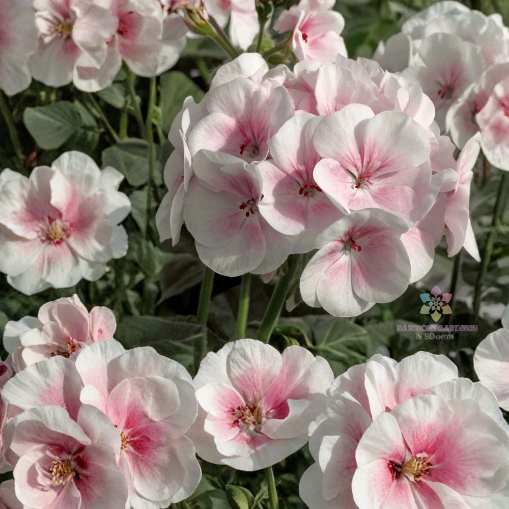 Maverick Appleblossom Geranium Seeds - 25+ Pelargonium Flower Seeds | Pink & White Blooms for Containers & Gardens
