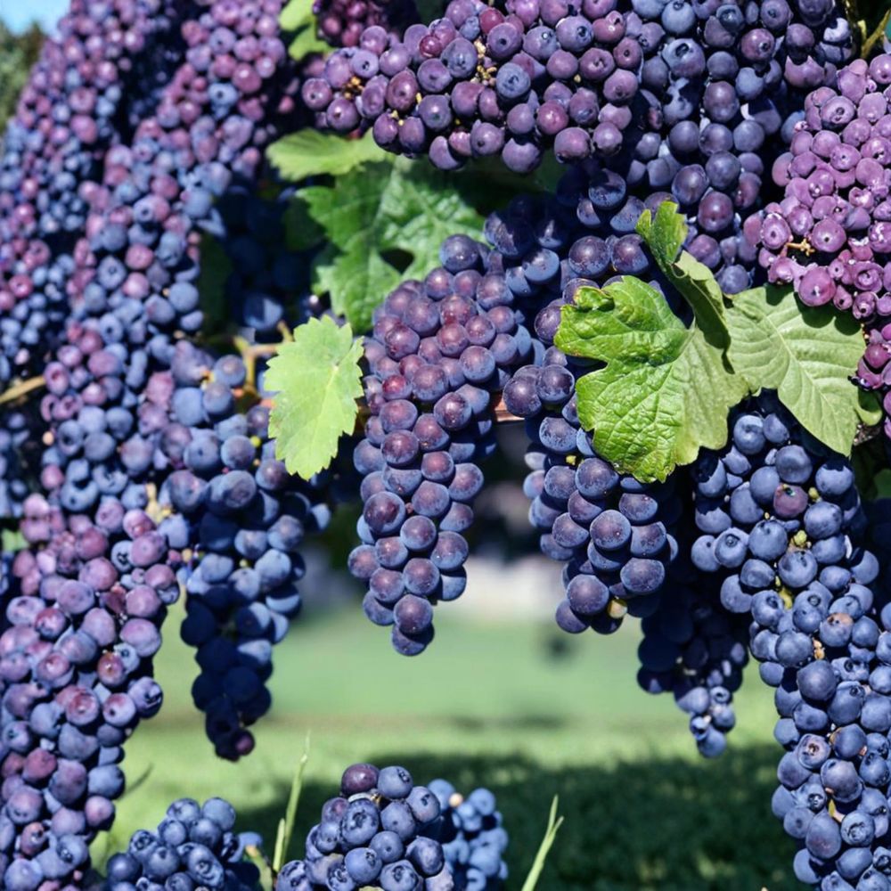 Glenora Seedless Grape Vine Live Plant | Sweet Purple Grapes | Vitis labrusca Hybrid | Cold Hardy Edible Garden Climber