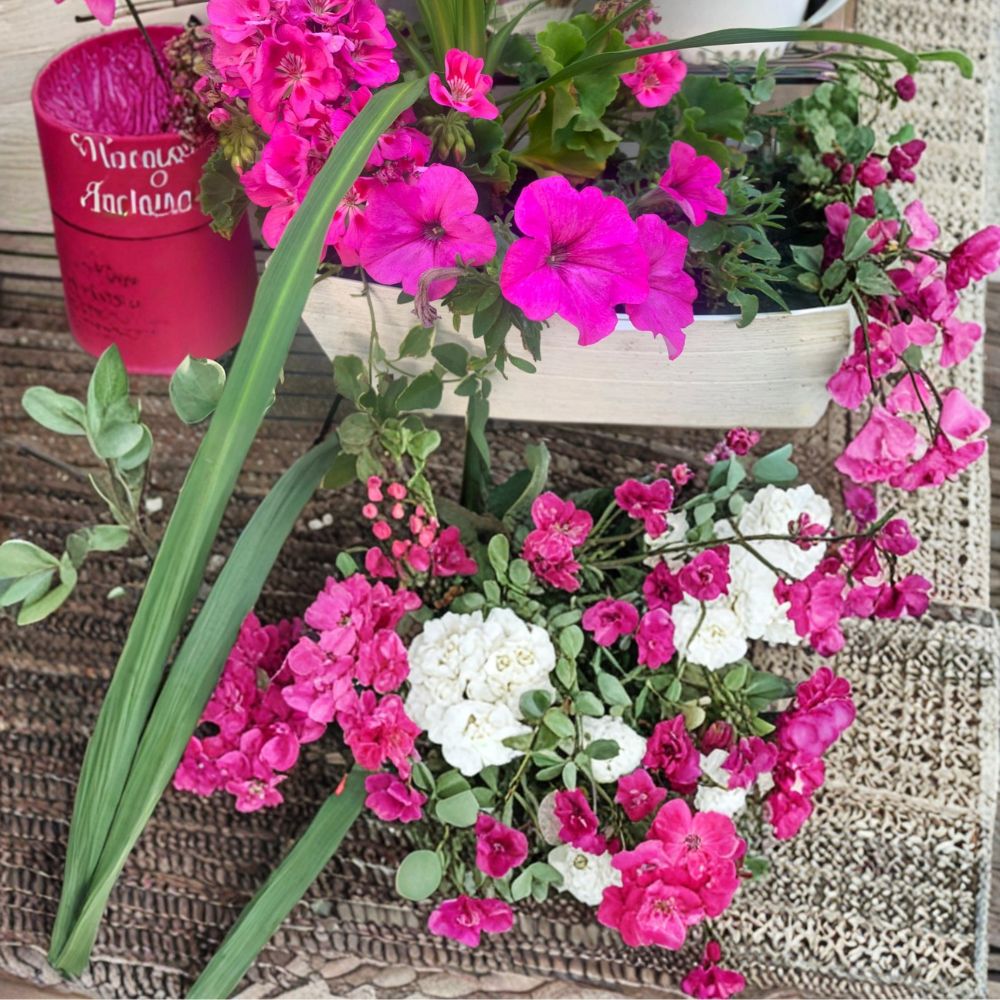 Rooted Pink Geranium & Petunia Plants - 6 Inch Pot - Bright Pink & Purple Blooms - Pelargonium species & Petunia hybrida