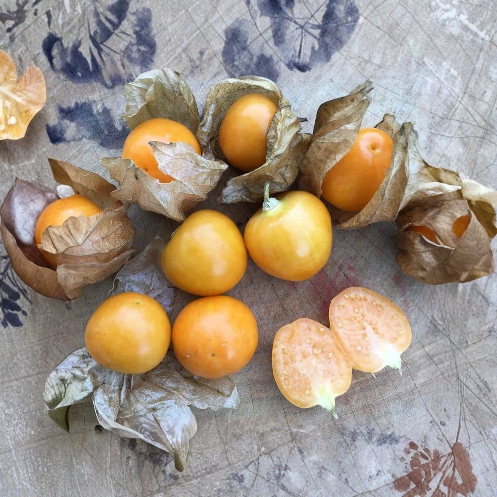 Peruvian Ground Cherry Seeds - 50 Organic Non-GMO Seeds - Ambrosia Variety - Physalis peruviana - Cape Gooseberry Goldenberry