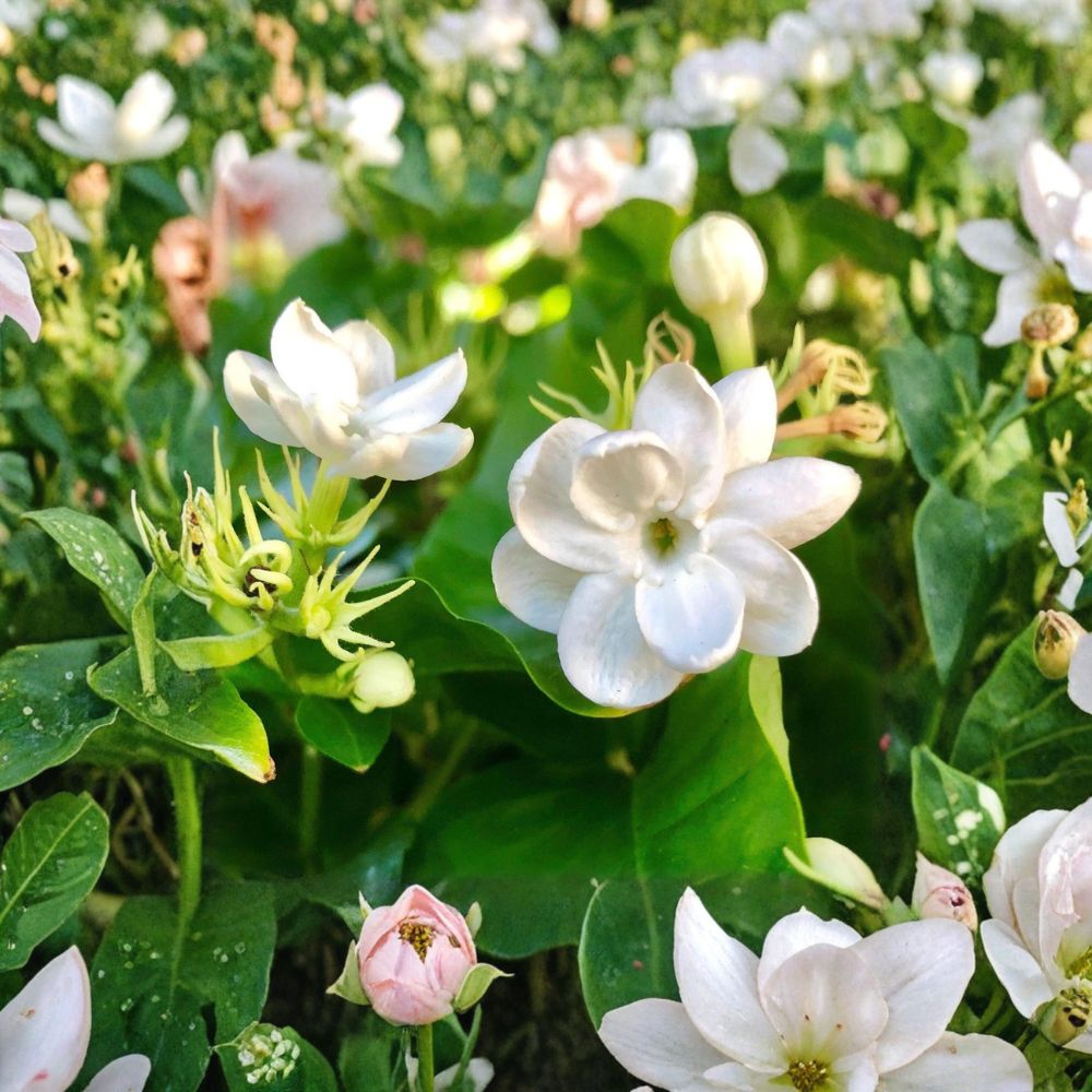 Arabian Jasmine Live Plant in Quart Pot | Jasminum sambac ‘Maid of Orleans’ | Fragrant White Blooms | Indoor & Outdoor Friendly