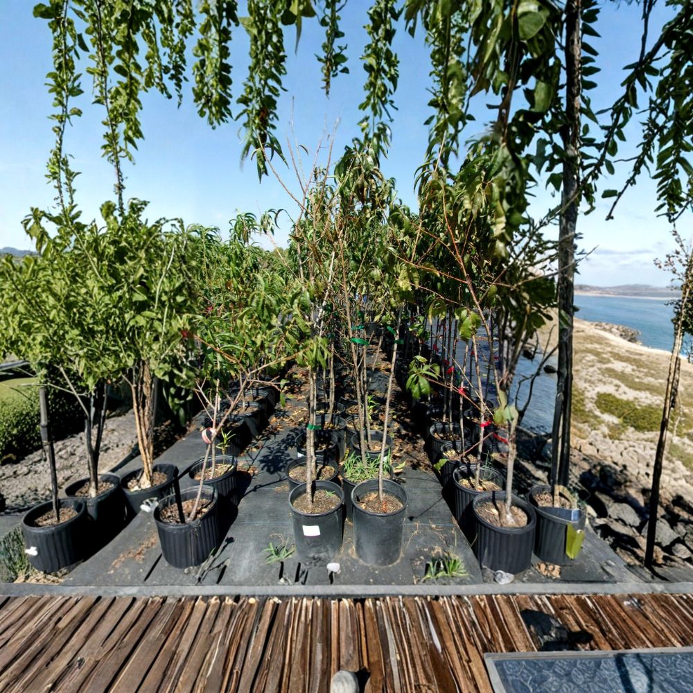 Flavor Rich Peach Tree - Live Fruit Tree - Self-Pollinating Freestone Peaches - Prunus persica 'Flavor Rich' - 4–6 Feet Tall