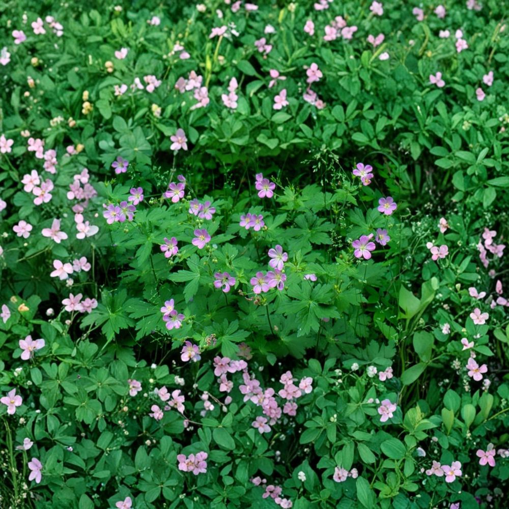 Wild Geranium Roots - 15 Cranesbill Plants, Native Perennial, Pink to Purple Blooms, Geranium maculatum, Pollinator-Friendly