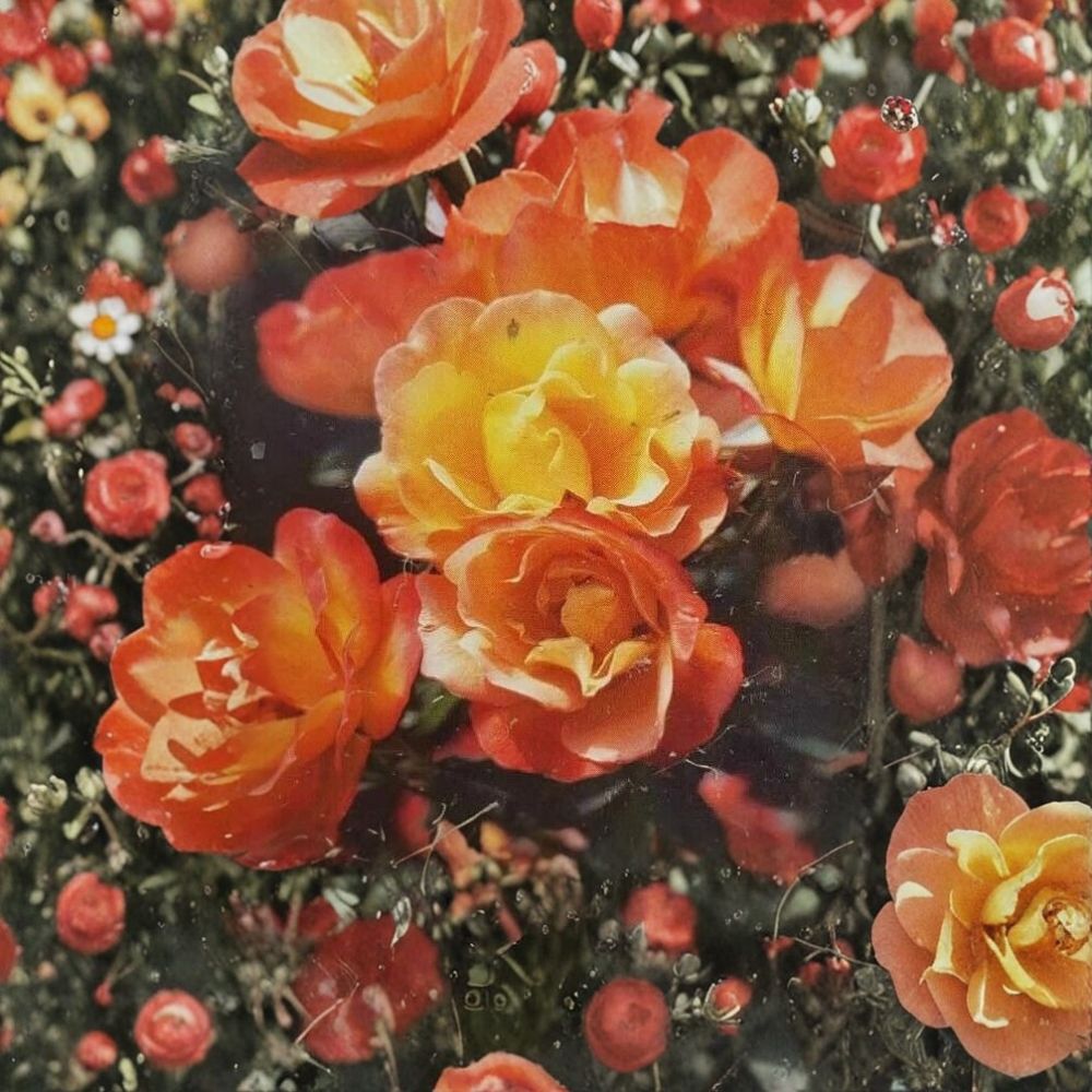 Climbing Piñata Rose Plant | 2 Gallon | Yellow Vermilion | Rosa Hybrid 'Piñata' | Trellis Friendly, Easy to Grow