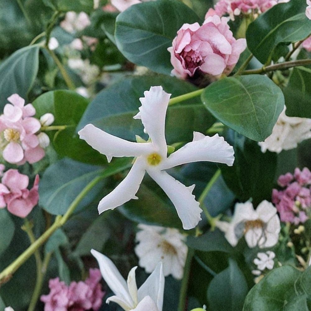 Confederate Star Jasmine Live Plant 6 Inch Pot - Extremely Fragrant Evergreen Vine (Trachelospermum jasminoides)